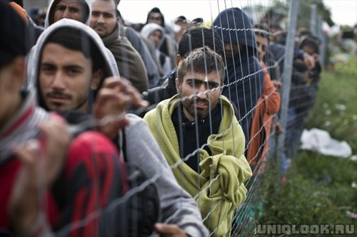 беженцы в ЕС